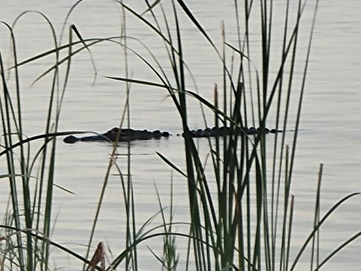 Camp St. Cabanas Unit 2 On Lake Dora Tavares Zewnętrze zdjęcie